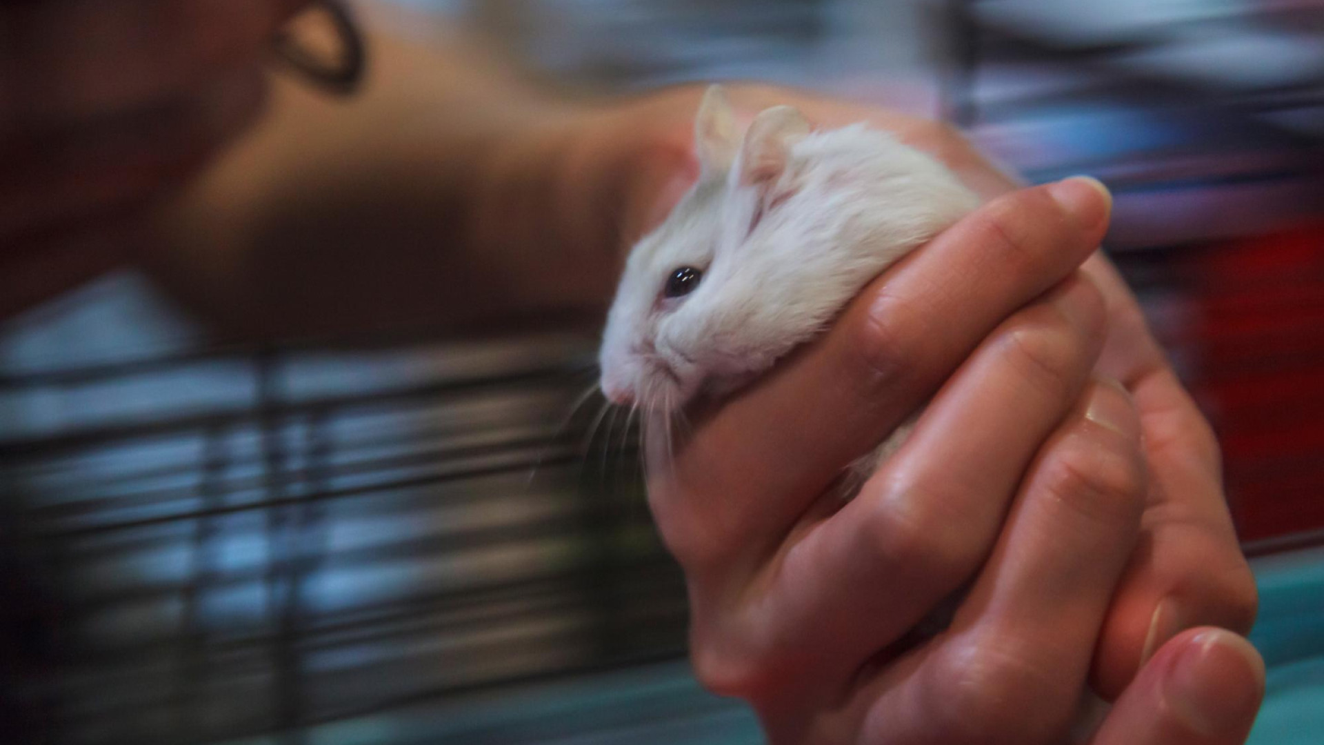 Rongeurs en entreprise : la menace invisible des rats pour les systèmes informatiques